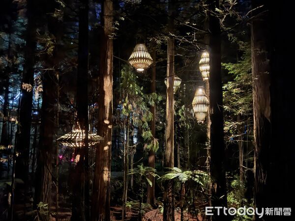 ▲紅木夜間燈光步道（Redwoods Nightlights Treewalk）距離羅托魯瓦市區僅5分鐘車程,紅木夜間燈光步道,紅木森林,紐西蘭景點。（圖／記者彭懷玉攝）