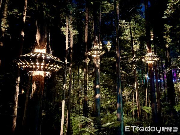 ▲紅木夜間燈光步道（Redwoods Nightlights Treewalk）距離羅托魯瓦市區僅5分鐘車程,紅木夜間燈光步道,紅木森林,紐西蘭景點。（圖／記者彭懷玉攝）