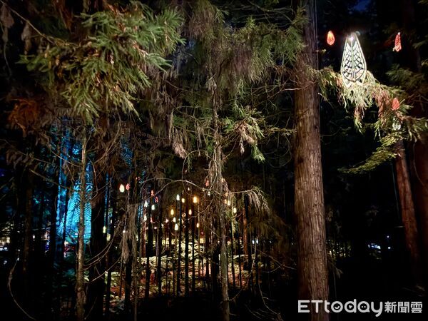 ▲紅木夜間燈光步道（Redwoods Nightlights Treewalk）距離羅托魯瓦市區僅5分鐘車程,紅木夜間燈光步道,紅木森林,紐西蘭景點。（圖／記者彭懷玉攝）