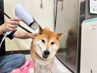 芒種濕熱皮膚病高發期　新北動保授毛孩健康3招防護