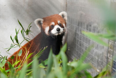 「上海小貓熊」今抵臺北市立動物園　檢疫1個月再亮相