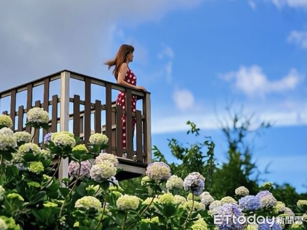 ▲高家繡球花田（第三園區）。（圖／記者胡至欣攝）