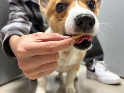 國際食品安全日守護毛孩健康　新北動保處加強寵物食品稽查