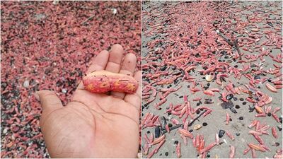 「肉色腸狀」散落泰國海灘！竟是粉紅海參沖上岸　蔓延近100公尺