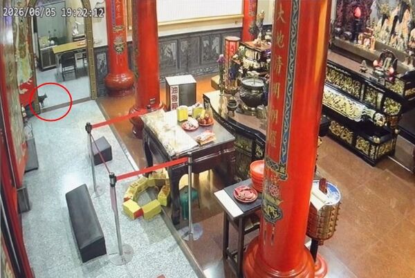 ▲▼阿蓮後寮上南天福德祠出現立筊現象，一隻小貓闖入把立筊推倒變成聖筊。（圖／Facebook阿蓮後寮上南天福德祠提供）