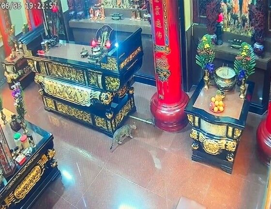 ▲▼阿蓮後寮上南天福德祠出現立筊現象，一隻小貓闖入把立筊推倒變成聖筊。（圖／Facebook阿蓮後寮上南天福德祠提供）