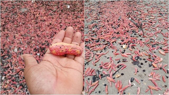 「肉色腸狀」散落泰國海灘!竟是粉紅海參沖上岸 蔓延近100公尺