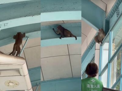 動物園站驚見「獼猴闖月台」爬手扶梯　北捷：猴子自行離開車站