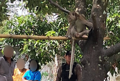 泰6歲男童遭「阿公養的寵物猴」活活咬死！利齒咬穿肺部　全身血