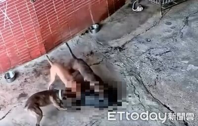 驚悚畫面曝光！3隻大型犬衝屋內活活咬死惡霸犬不鬆口