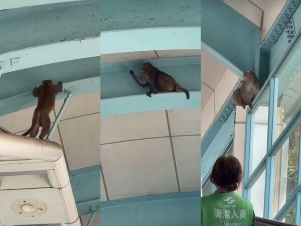 ▲台北捷運動物園站驚見獼猴。（圖／翻攝自Threads@jimmyhsu6872）