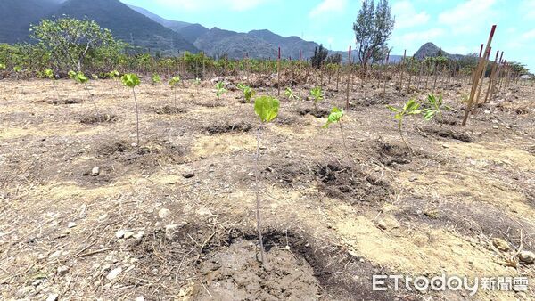 ▲中華電信前進屏東復育海岸林 戴資穎攜手植樹守護國土▼             。（圖／記者鄭遠龍攝）
