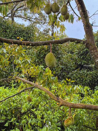 ▲▼Desaru Fruit Farm（迪沙魯果園）。（圖／Mika授權提供）