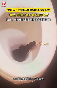 「蛇出沒」大爆發！　1.5公尺長蛇竟爬出26樓馬桶