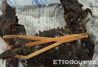 日本絨螯蟹檢出「戴奧辛」超標　食藥署邊境100%監視查驗