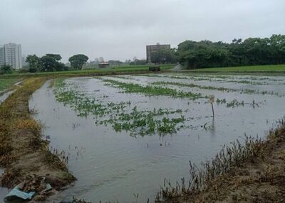 桃園溪海西瓜田淹水　休區發文籲留言集氣「雨水快退散」