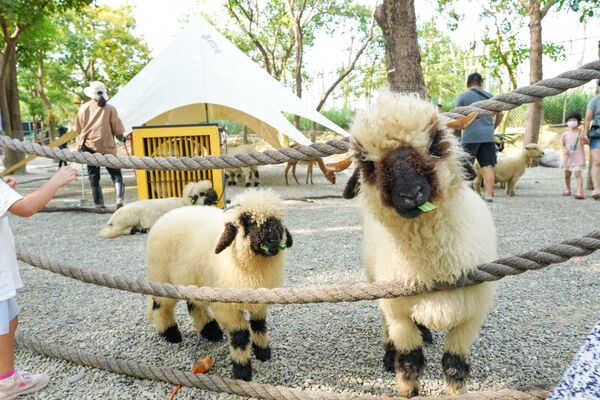 ▲「芯浪國際滑板衝浪公園」即日起正式開幕，與咩咩上樹萌寵樂園聯票販售。（圖／嘉義縣文化觀光局）