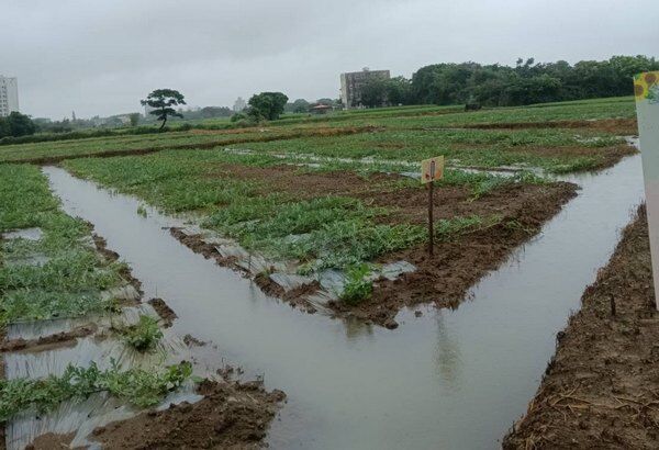 ▲大雨淹西瓜田，溪海休區籲留言：雨水快退散