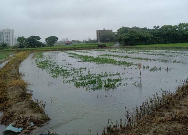 桃園溪海西瓜田淹水 休區發文籲留言集氣「雨水快退散」