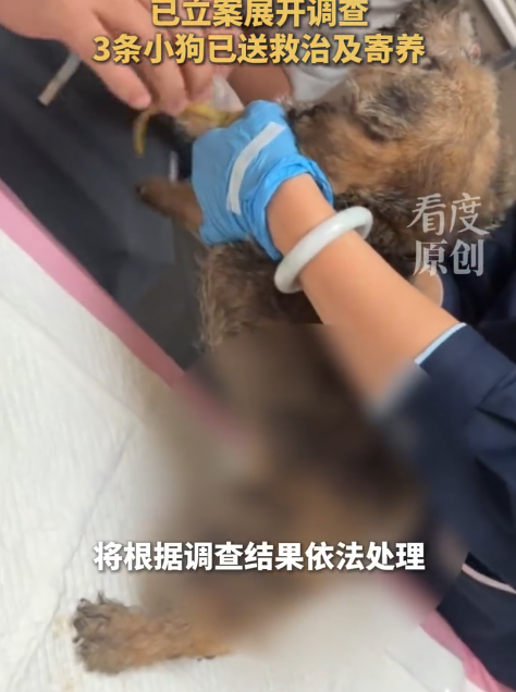 ▲▼陸男假借領養虐狗引陸網震怒。（圖／翻攝自微博）