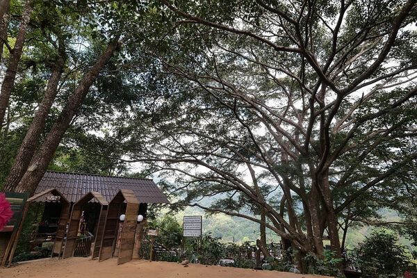 ▲▼巨樹咖啡廳（The Giant Chiang Mai）。（圖／部落客捲捲頭品味生活授權提供）