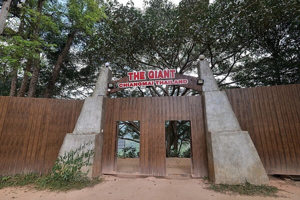 ▲▼巨樹咖啡廳（The Giant Chiang Mai）。（圖／部落客捲捲頭品味生活授權提供）