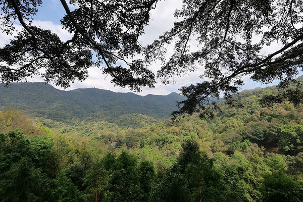 ▲▼巨樹咖啡廳（The Giant Chiang Mai）。（圖／部落客捲捲頭品味生活授權提供）