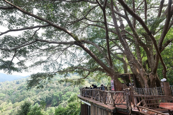 ▲▼巨樹咖啡廳（The Giant Chiang Mai）。（圖／部落客捲捲頭品味生活授權提供）