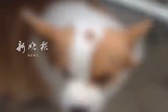 ▲▼陸男假借領養虐狗引陸網震怒。（圖／翻攝自微博）