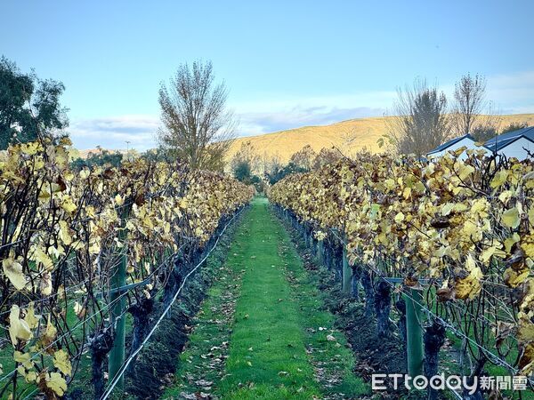 ▲紐西蘭北島霍克斯灣（Hawke`s Bay）的Craggy Range,Craggy Range,紐西蘭葡萄酒莊園,紐西蘭葡萄酒園,紐西蘭獨棟別墅。（圖／記者彭懷玉攝）