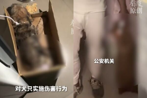 39歲陸男假借領養虐殺 拔牙斷尾、陽台丟狗…送養人崩潰險輕生