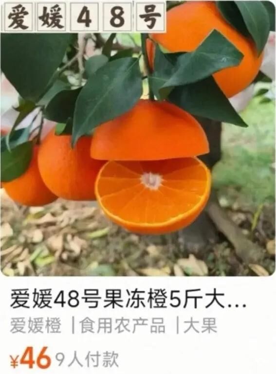 ▲▼日本愛媛縣耗時20年研發培育的高級柑橘新品種「紅公主」，疑似慘遭外流中國，在淘寶販售。（圖／翻攝自淘寶）