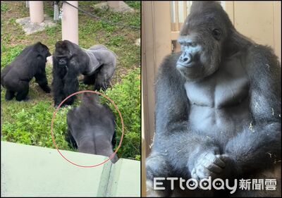 日猩猩界木村拓哉耍皮！1招害老爸被媽媽咆哮狂追　下場悲劇了