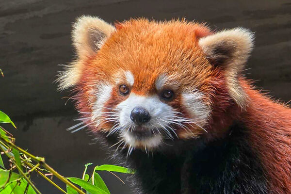 ▲▼北市動物園小貓熊「奇奇」抵新加坡　助力域外保育。（圖／臺北市立動物園提供）