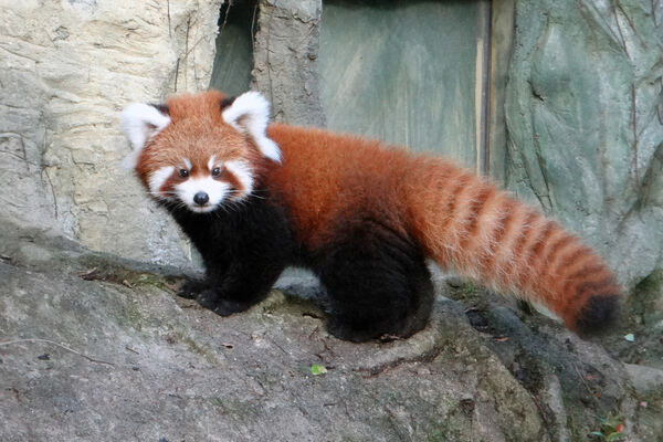 ▲▼北市動物園小貓熊「奇奇」抵新加坡　助力域外保育。（圖／臺北市立動物園提供）