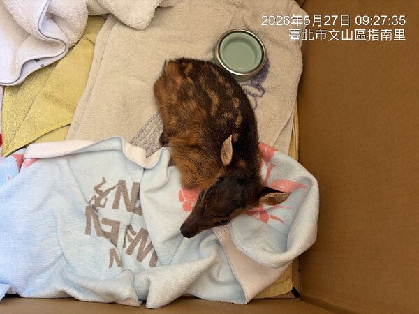 ▲。（圖／臺北市動物保護處提供）