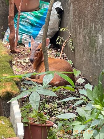 ▲。（圖／臺北市動物保護處提供）