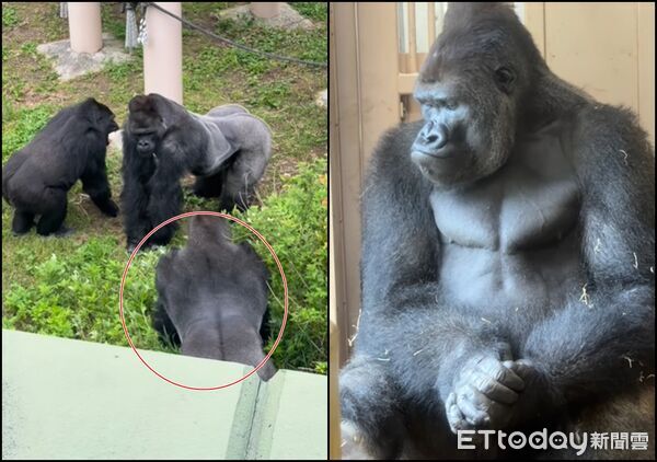 ▲▼猩猩界木村拓哉耍皮，害老爸被媽媽怒吼狂追。（圖／網友nishioshoichi授權使用）