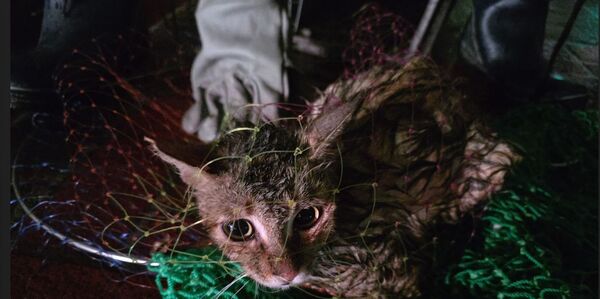 （圖／翻攝自新北市政府動物保護防疫處）