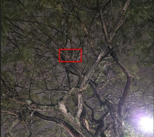 （圖／翻攝自新北市政府動物保護防疫處）