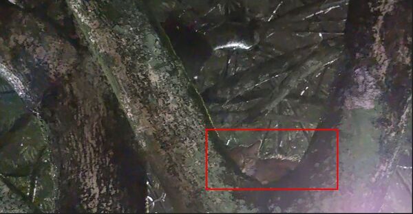 （圖／翻攝自新北市政府動物保護防疫處）