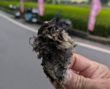 小鳥觸電「慘成焦阿巴」害彰化3871戶停電5hr　民眾摸黑吃飯