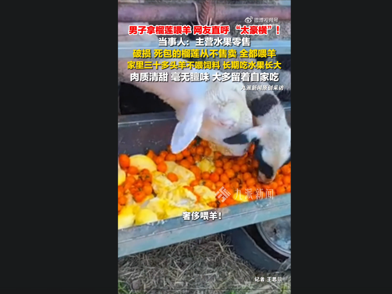 陸農戶「榴槤餵羊」!肉質清甜沒騷味 網:從來沒這麼想當羊