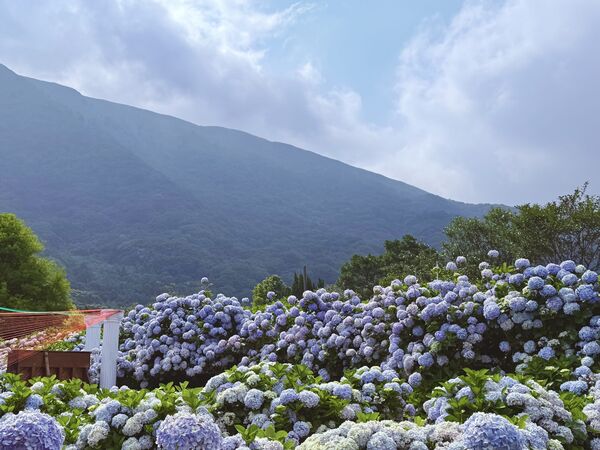 ▲2026陽明山竹子湖繡球花季，猴崁水圳步道，竹子湖賞花地圖。（圖／大地處提供）