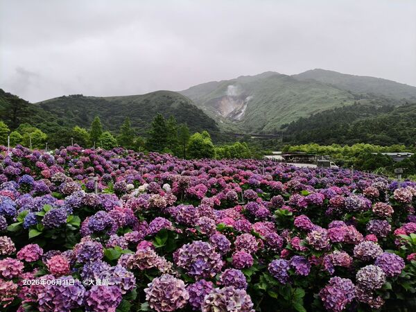 ▲大賞園繡球花6/11花況。（圖／翻攝自Facebook／大賞園繡球花）