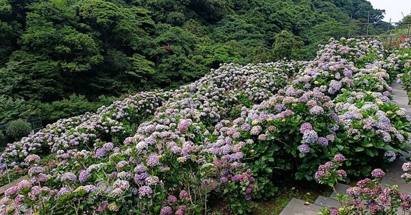 ▲大梯田花卉生態農園6/13花況。（圖／翻攝自Facebook／大梯田花卉生態農園）