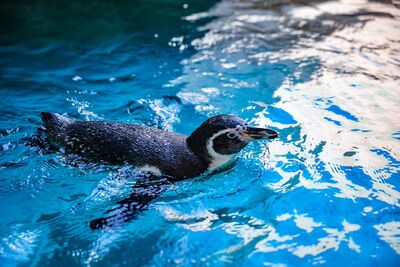 全日本「企鵝種類最多水族館」在長崎!門票只需台幣250元