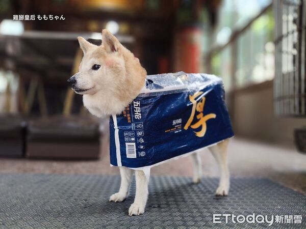▲。（圖／有點毛毛的／陳房子提供）