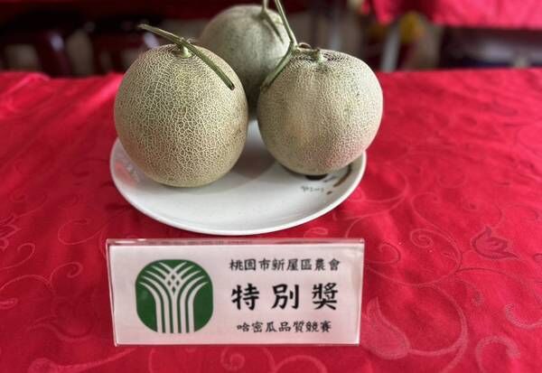 ▲新屋哈密瓜節、評鑑賽登場　