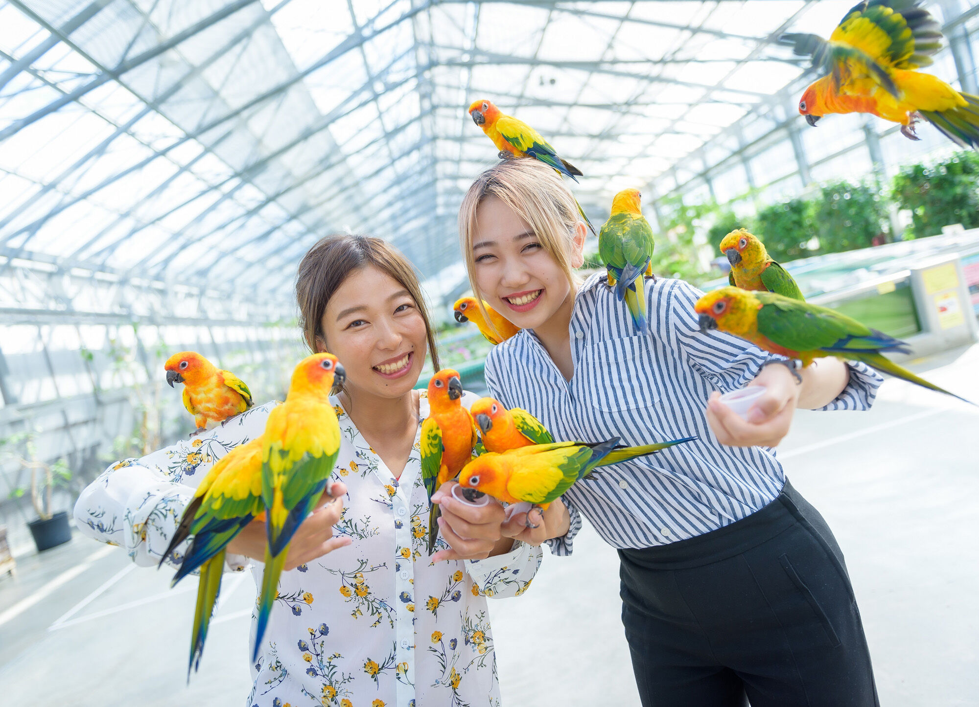 ▲▼日本,中部,招財貓,伊勢神宮,八丁味噌,掛川花鳥園,美人魚,鳳凰旅遊。（圖／業者提供）